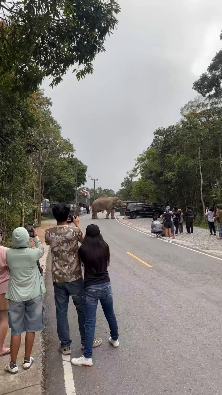 Un elefante salvaje ataca un coche mientras intenta abrir las puertas en busca de comida en Tailandia #elefantes