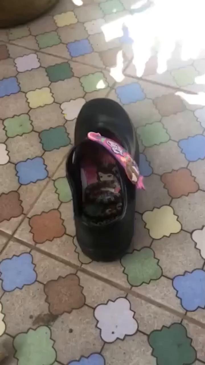 Se lleva el susto de su vida al descubrir el invitado mortal que se esconde en su zapatilla #serpiente #tailando