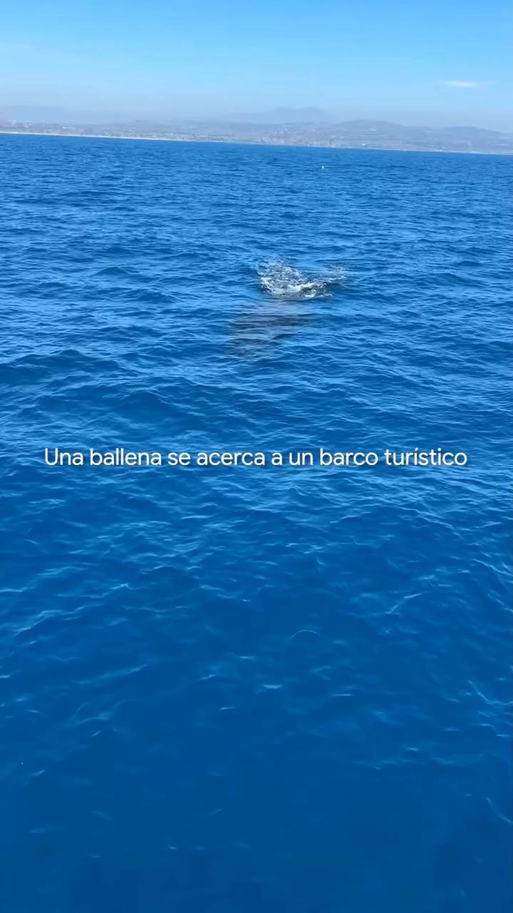 Una ballena nada bajo un barco turístico y luego salta en el aire en un momento dramático #videoviral