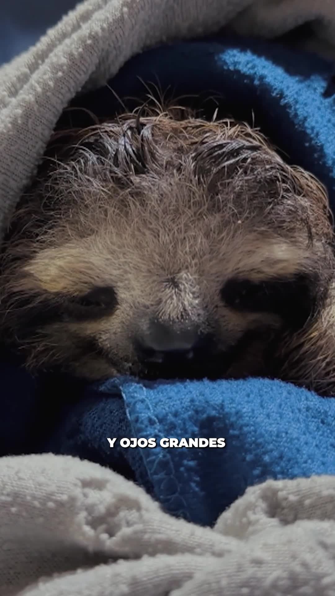 Esa es la cara que se nos queda cuando vemos que los animales de #RescueCenter van mejorando 😊🐾