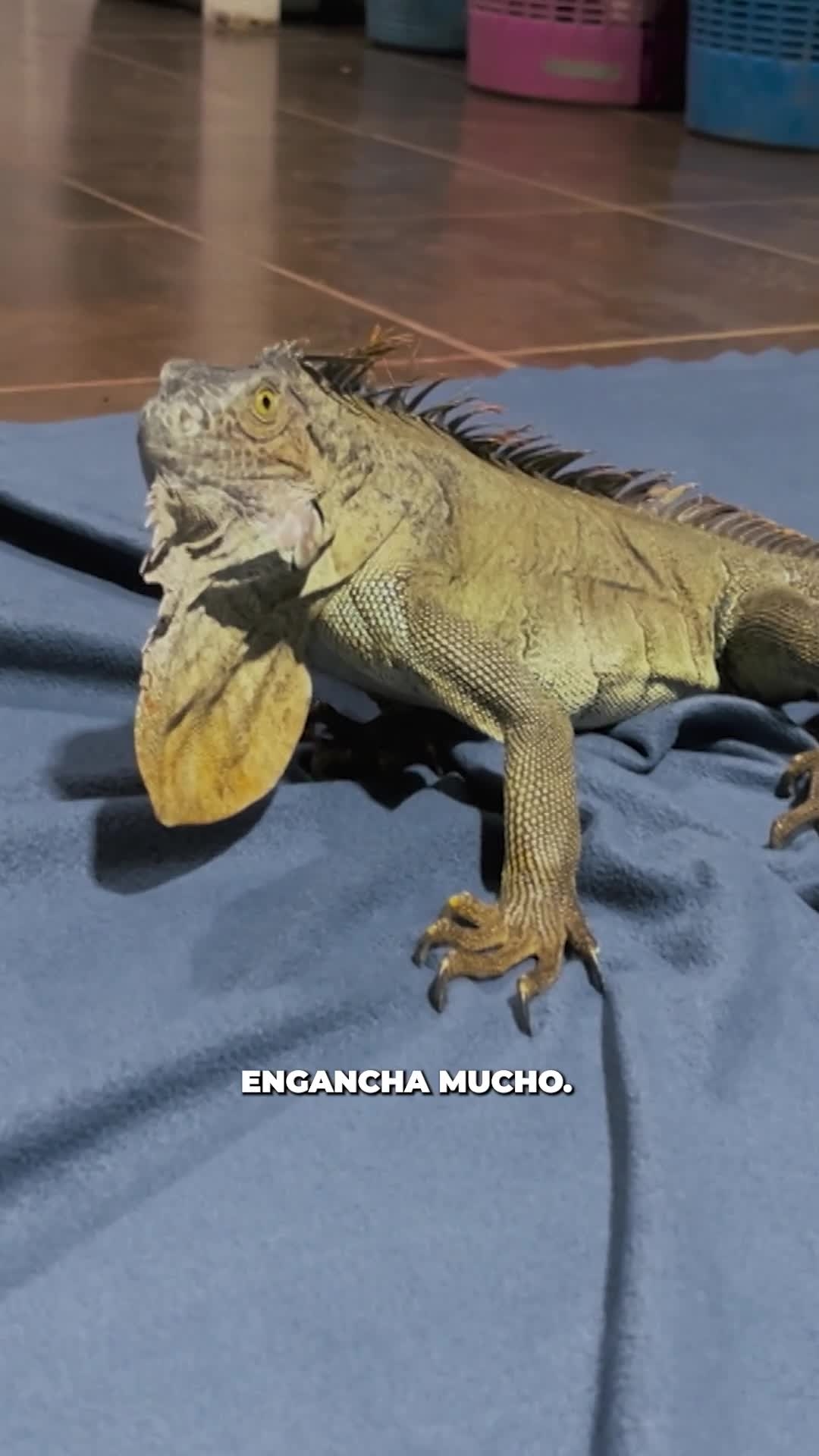 En el tercer capítulo de #RescueCenter conoceremos historias tan emocionantes como la de Connor 🌿