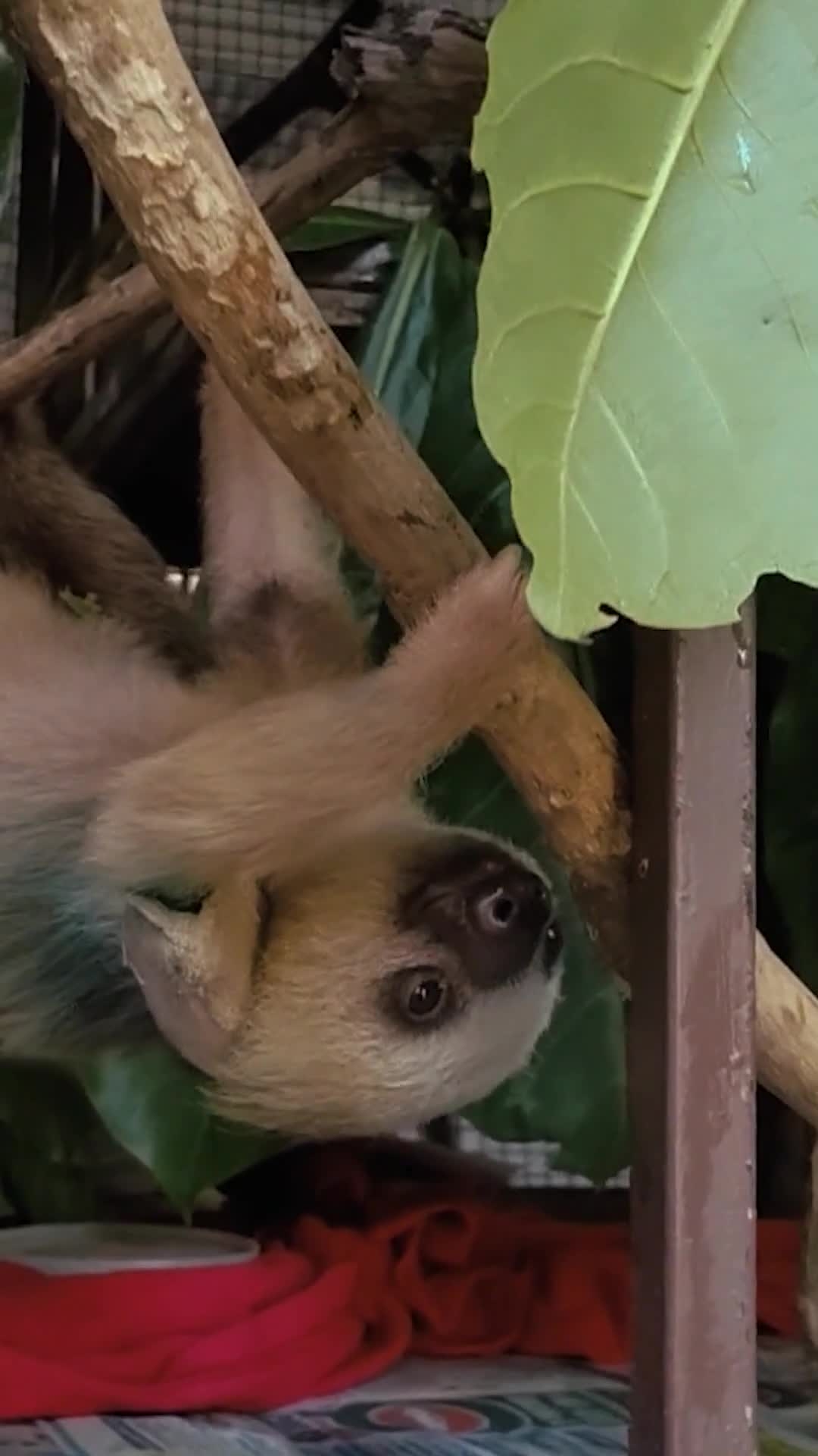 Flow está cada día mejor tras su operación 🥹🦥