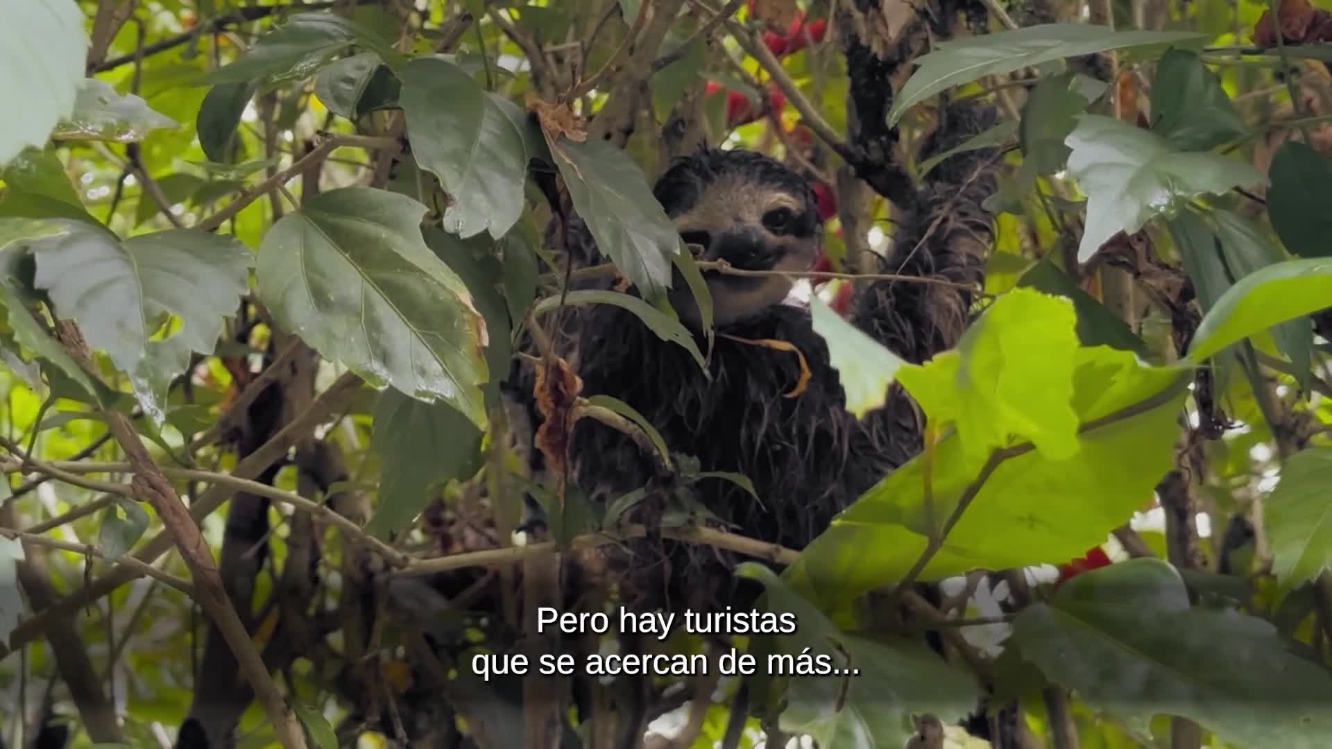 En #RescueCenter, el primer paso para rescatar a un animal es encontrarlo y descubrir qué le ha ocurrido 🔎💚