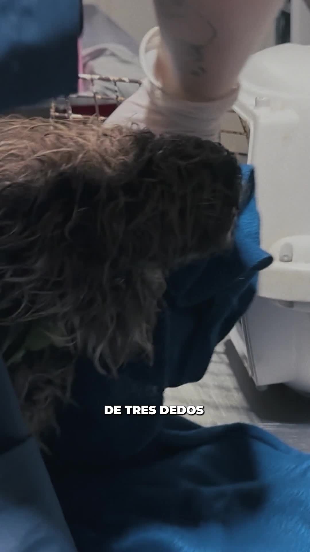 Jamás pensé que podría aprender tantas cosas sobre un perezoso 🤯🦥