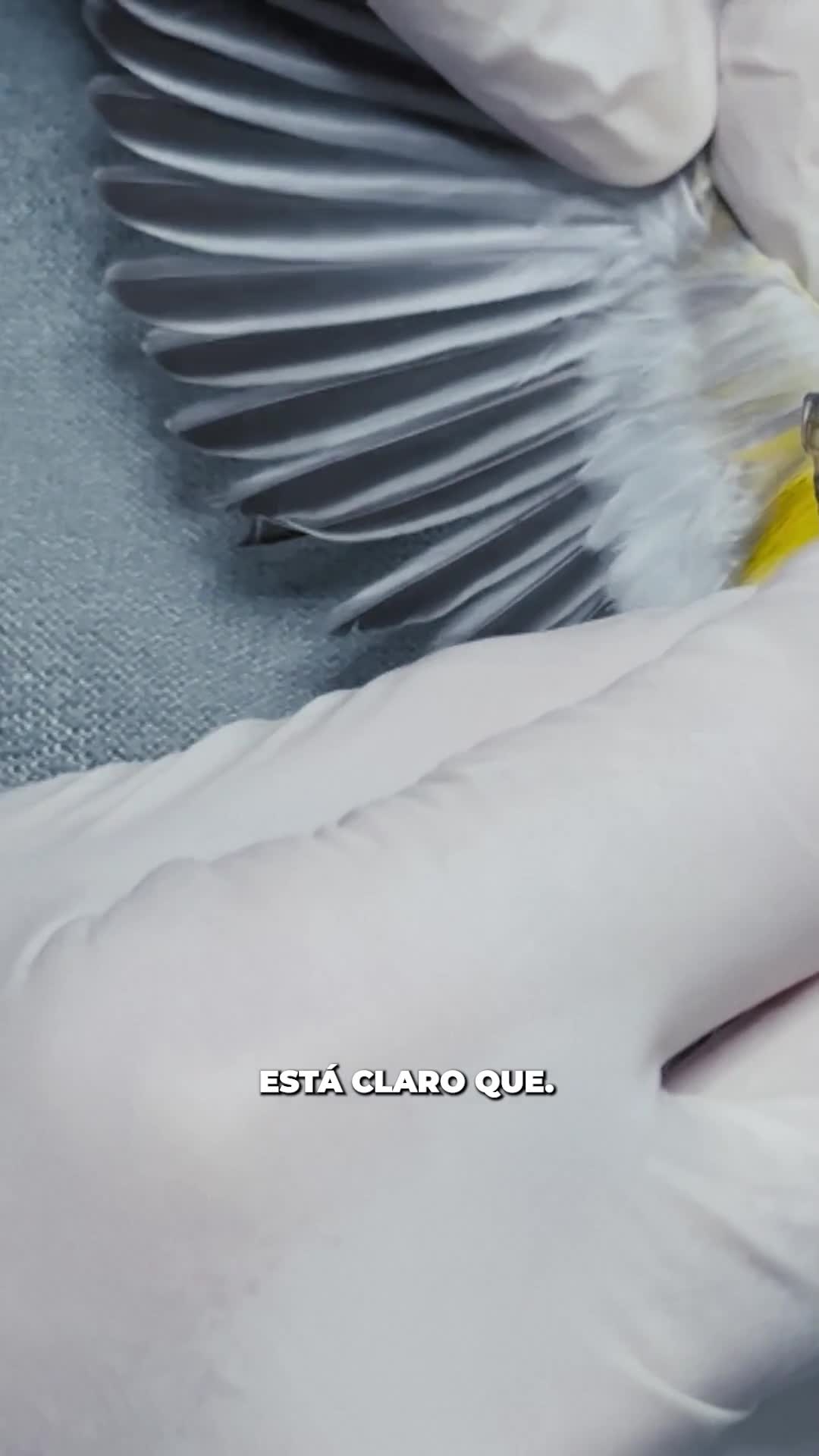 😅Reina ha vivido su propio Piolín y Silvestre...🐦🐱