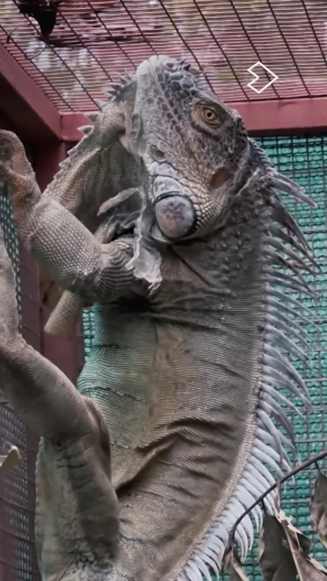 Lo malo de que Houdini esté recuperando su fuerza es que cada vez es más difícil de controlar...