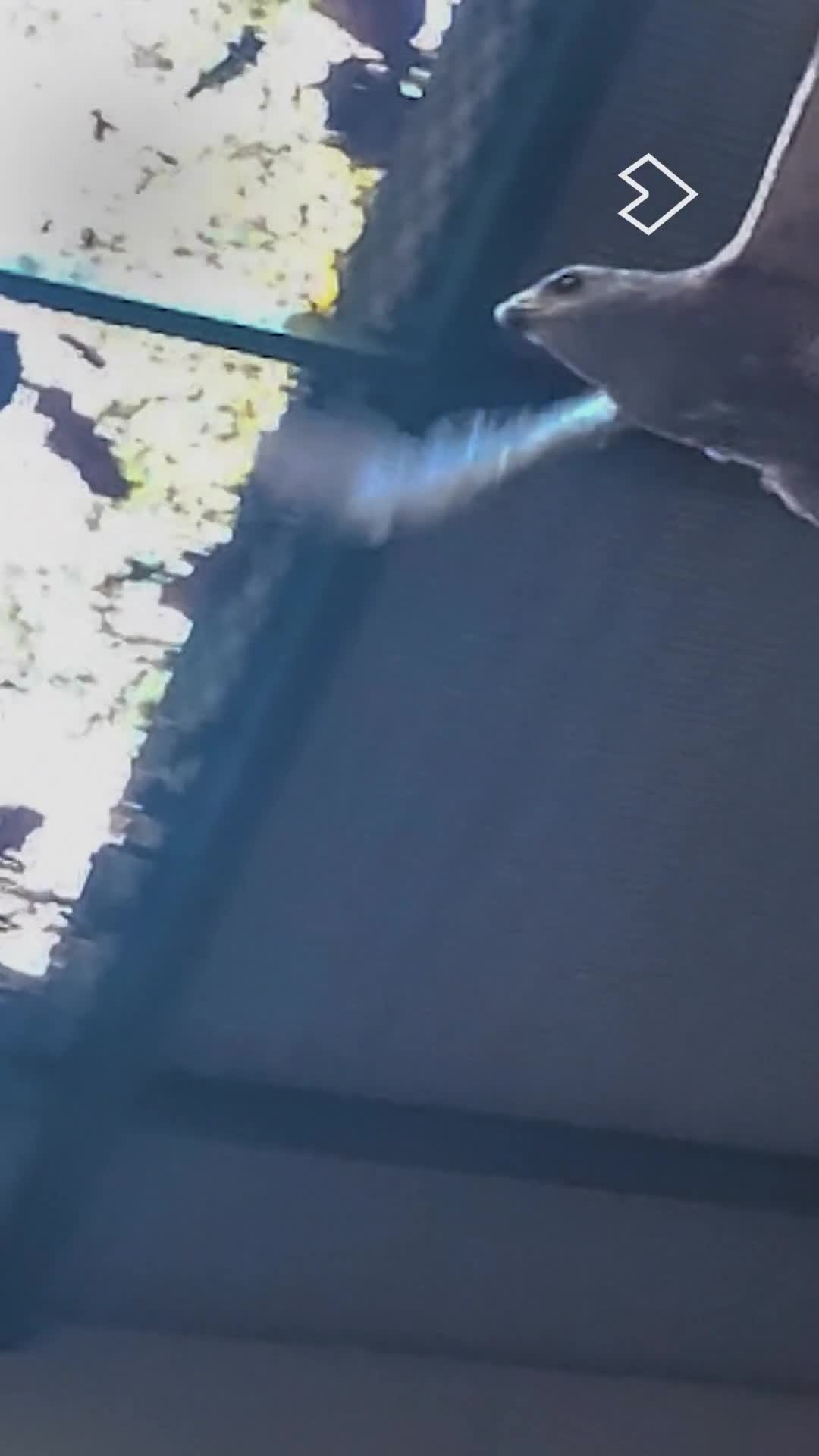 🦅✨ Gandalph pasa con éxito la prueba de vuelo.