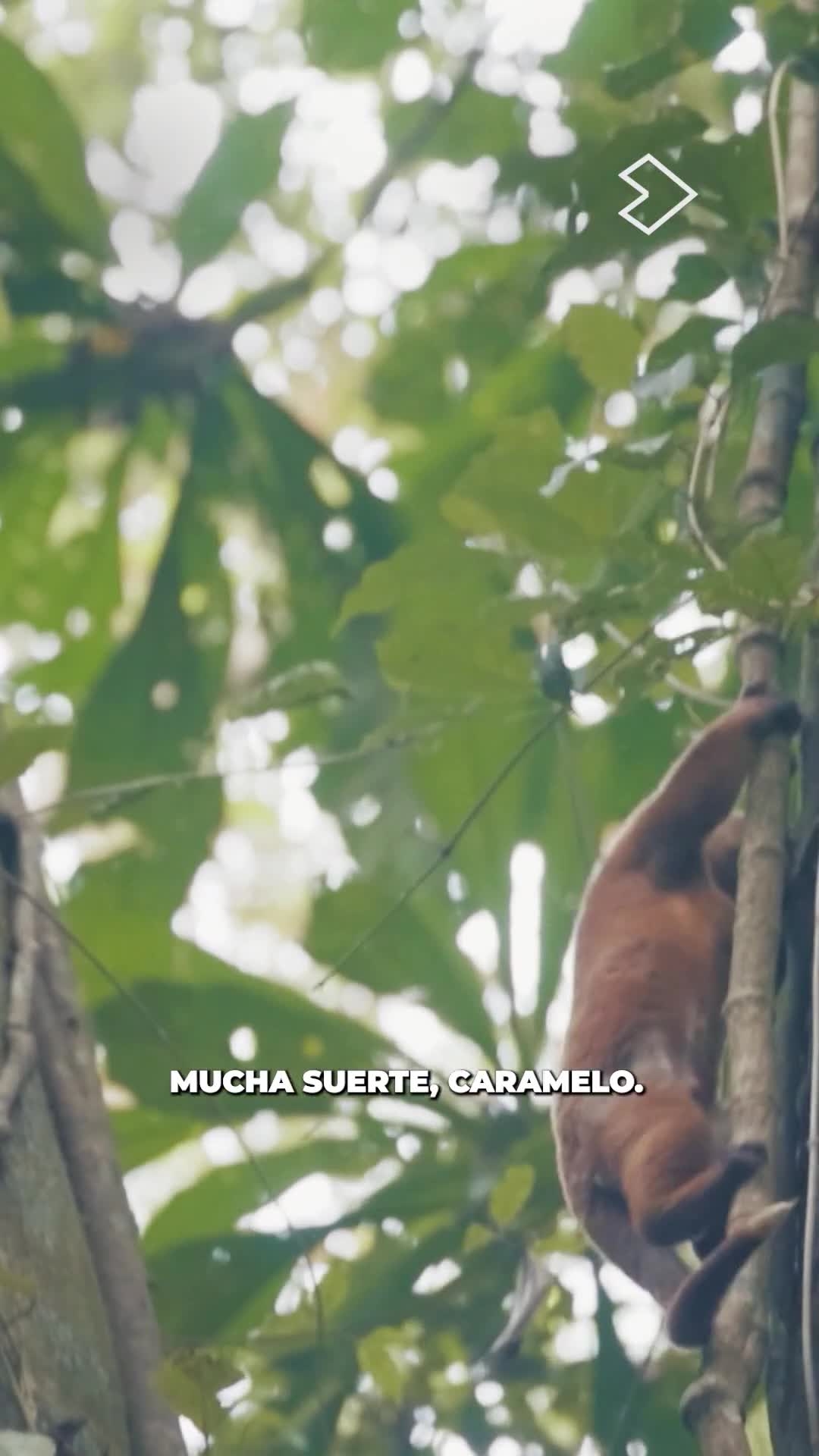 Tras 3 meses en el Jaguar Rescue Center, Caramelo vuelve a la selva 🌿🦥