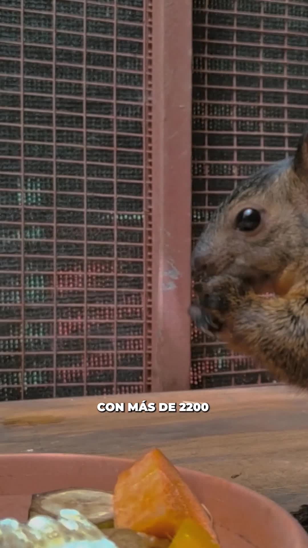 🐿️💚 Nunca nos cansaremos de saber más sobre Orlando