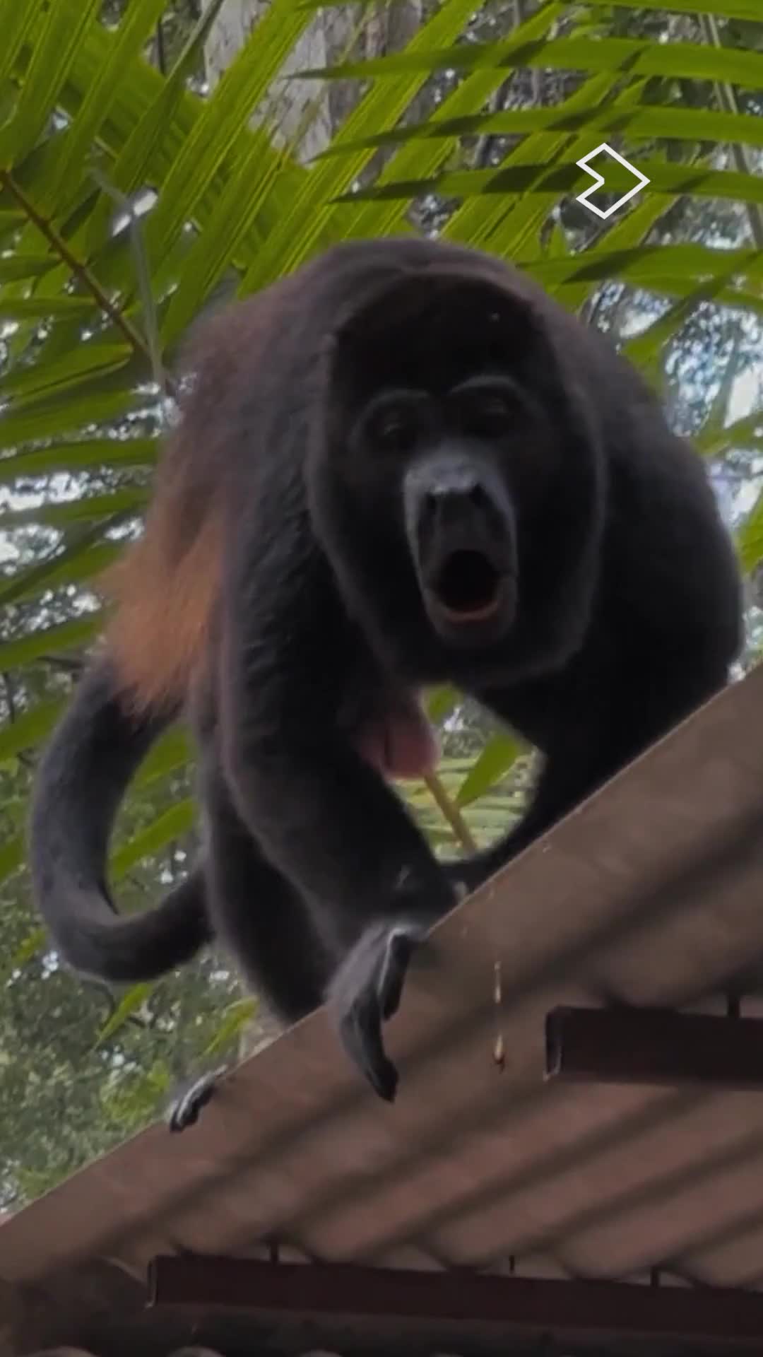 Estos monos están igual de emocionados que nosotros por el estreno del tercer capítulo de #RescueCenter 🎉🐒
