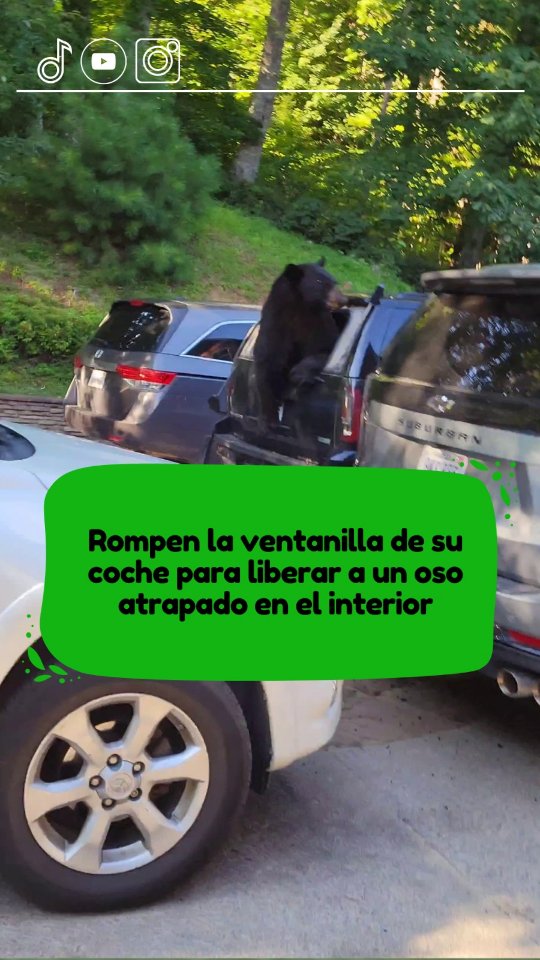 Rompen la ventanilla de su coche para liberar a un oso atrapado en el interior en Estados Unidos