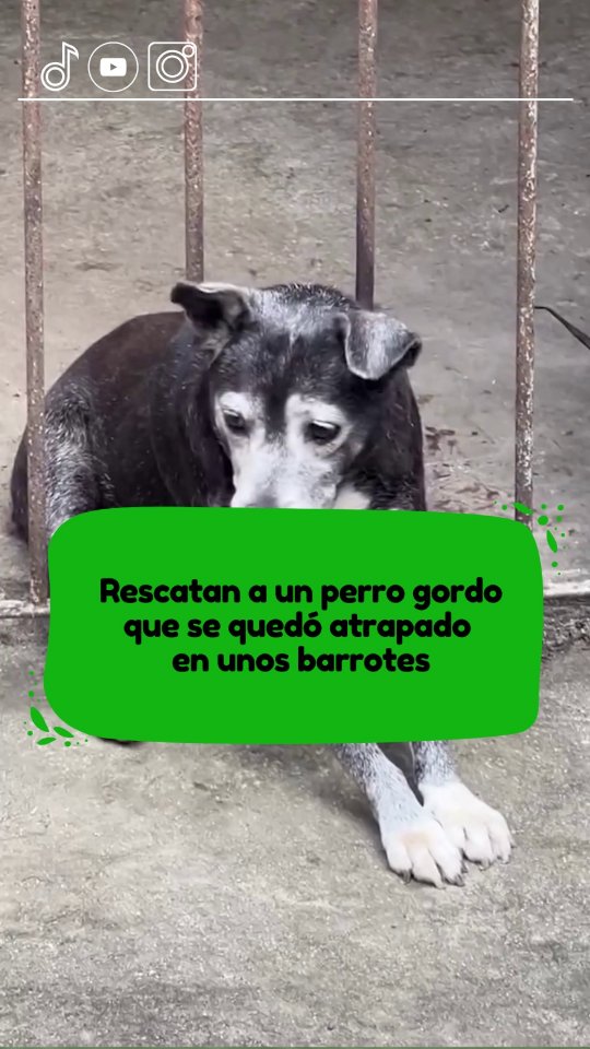 Rescatan a un perro gordo que se quedó atrapado en unos barrotes tras asustarse por unos fuegos artificiales #perro #viral