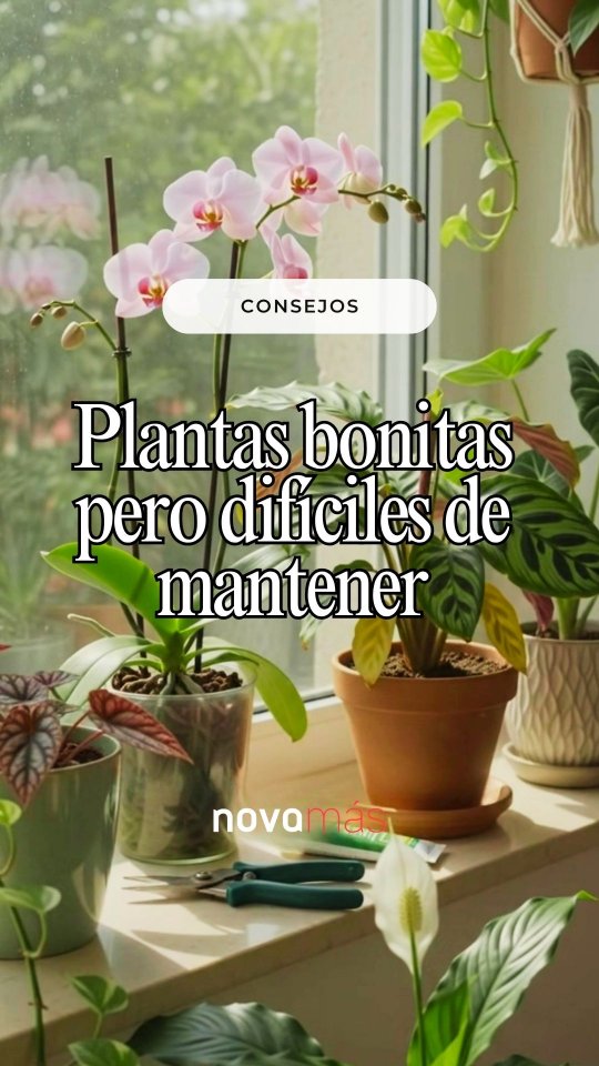 Son preciosas, pero también bastante exigentes 🌿