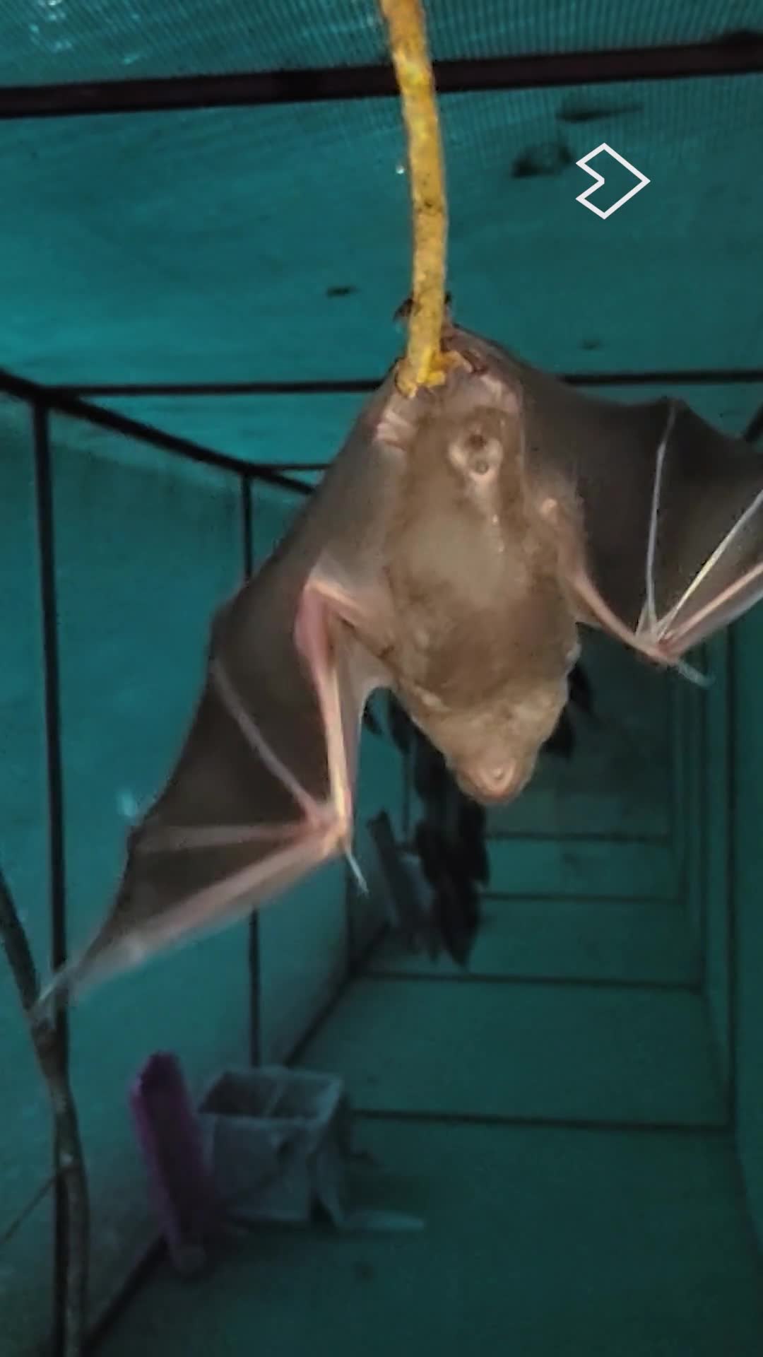 ¡Rino está listo para abandonar #RescueCenter!