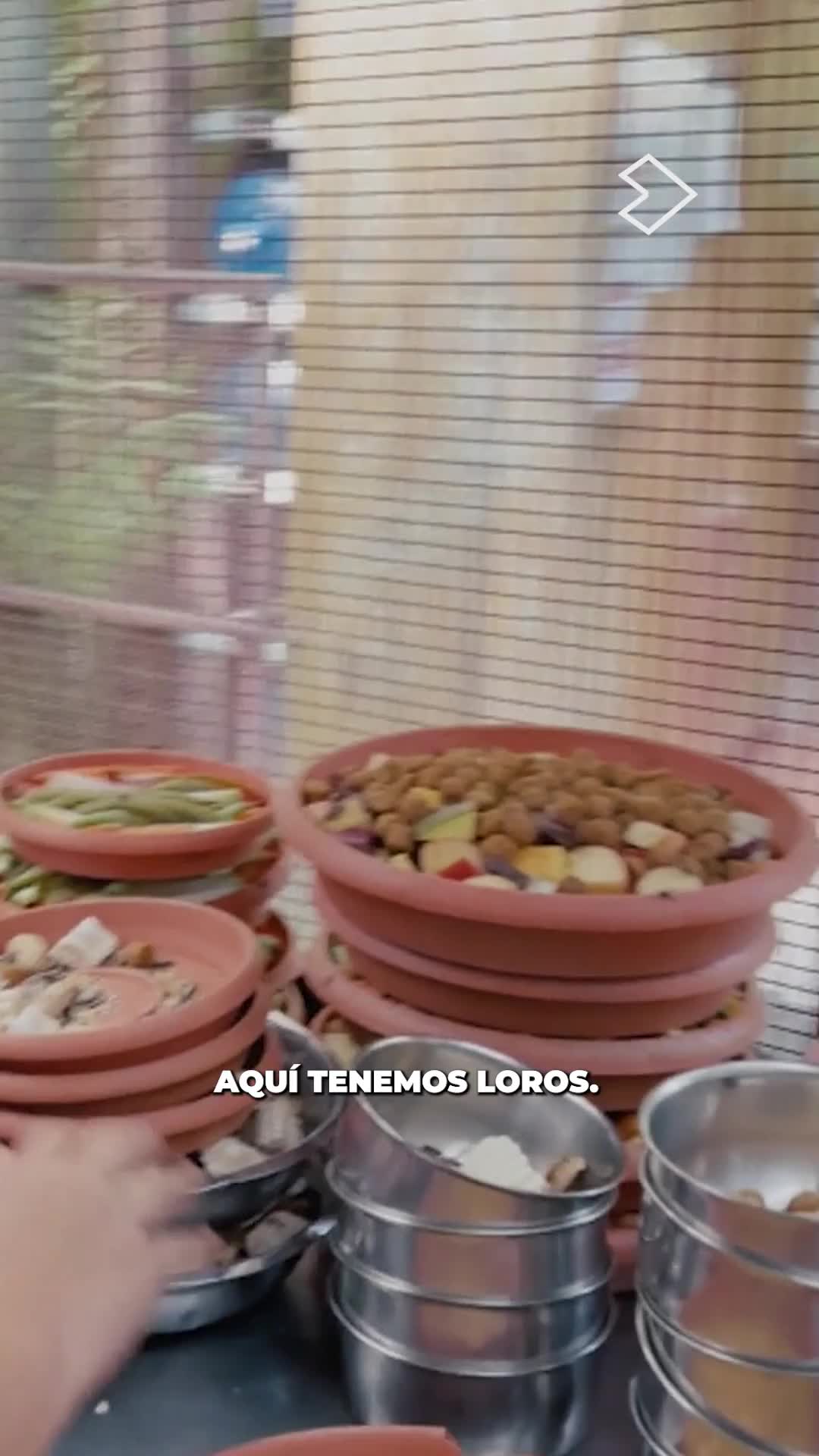 🐾🍽️ Angélica prepara el plato de cada animal con todo el amor y cuidado del mundo ✨