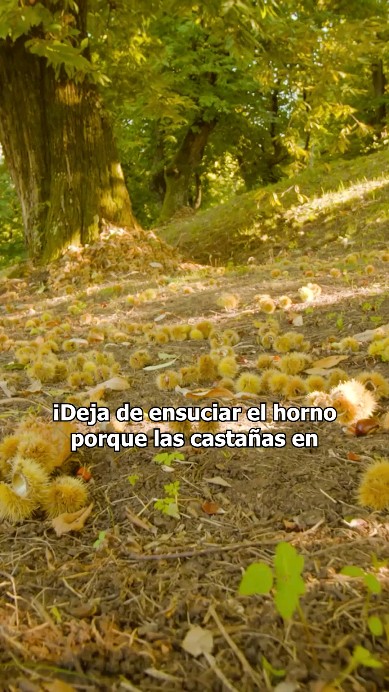 Con la entrada del otoño llegan las castañas, un fruto seco perfecto para esas tardes de frío y de mantita en casa