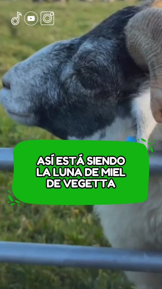 Vegetta enseña detalles de su luna de miel en Instagram #vegetta777 #boda