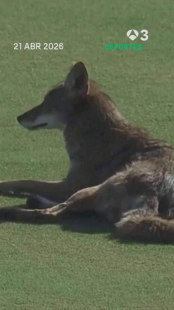 coyote ataca micrófono en torneo de golf