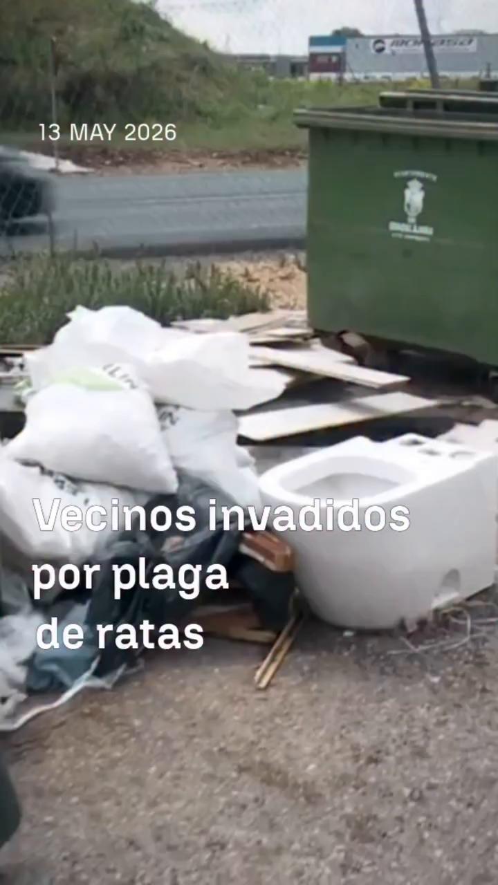 Ratas irrumpen en casas por conductos de ventilación: grabadas a plena mañana cerca de niños