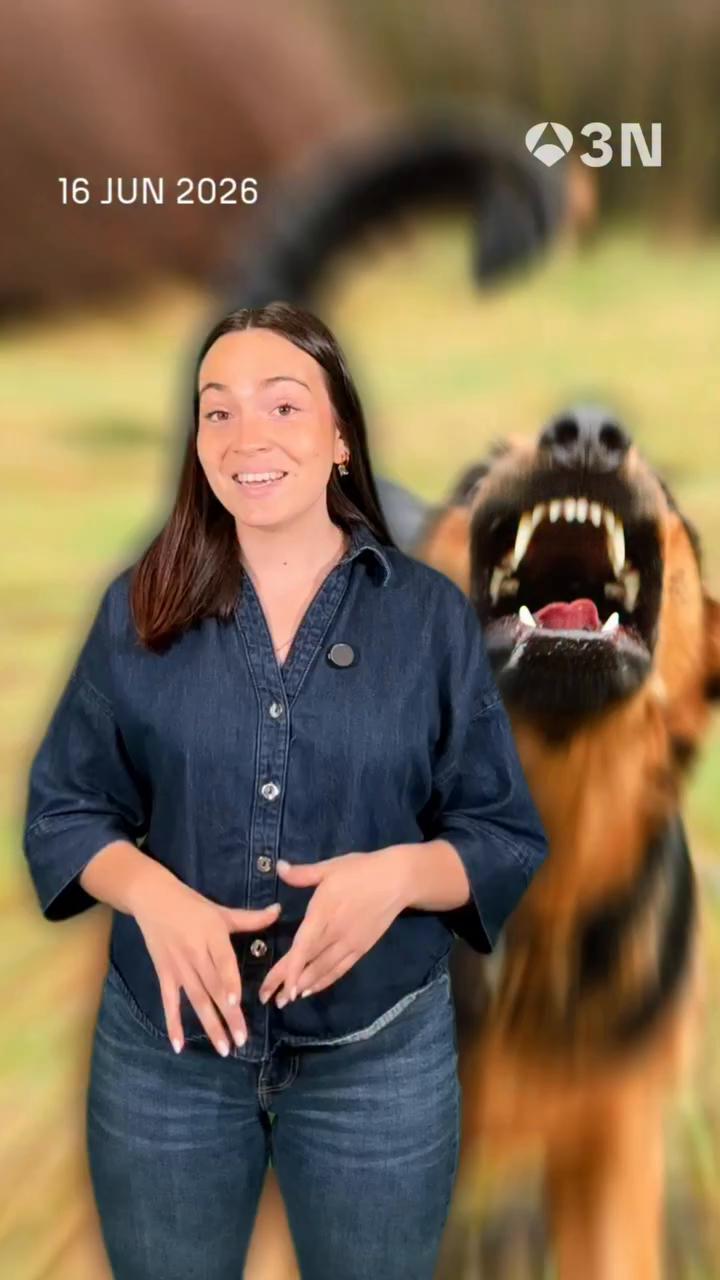 🐶 El duelo entre perros y carteros viene de lejos