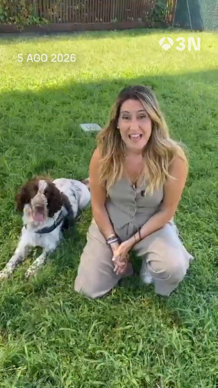 🐶 Este springer spaniel es el primer perro de los Mossos d’ esquadra que ayuda en la investigación contra incendios