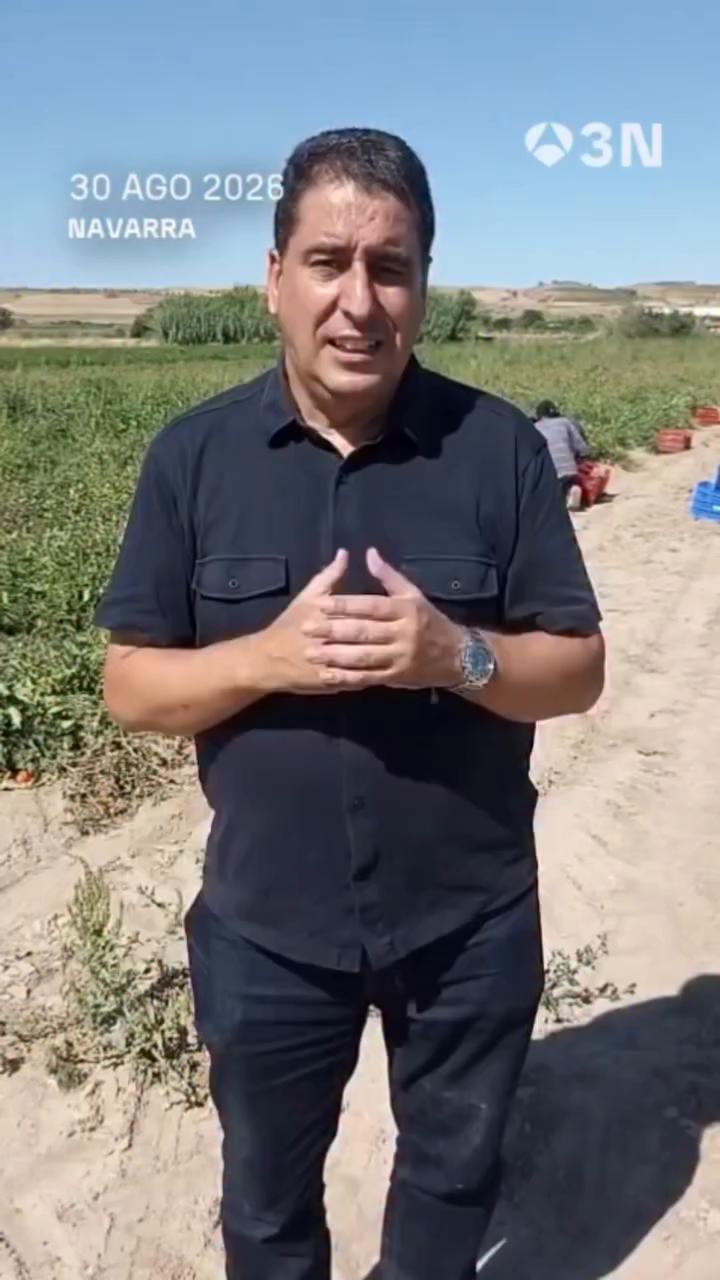 🍅 Se adelanta la recogida del tomate en Navarra