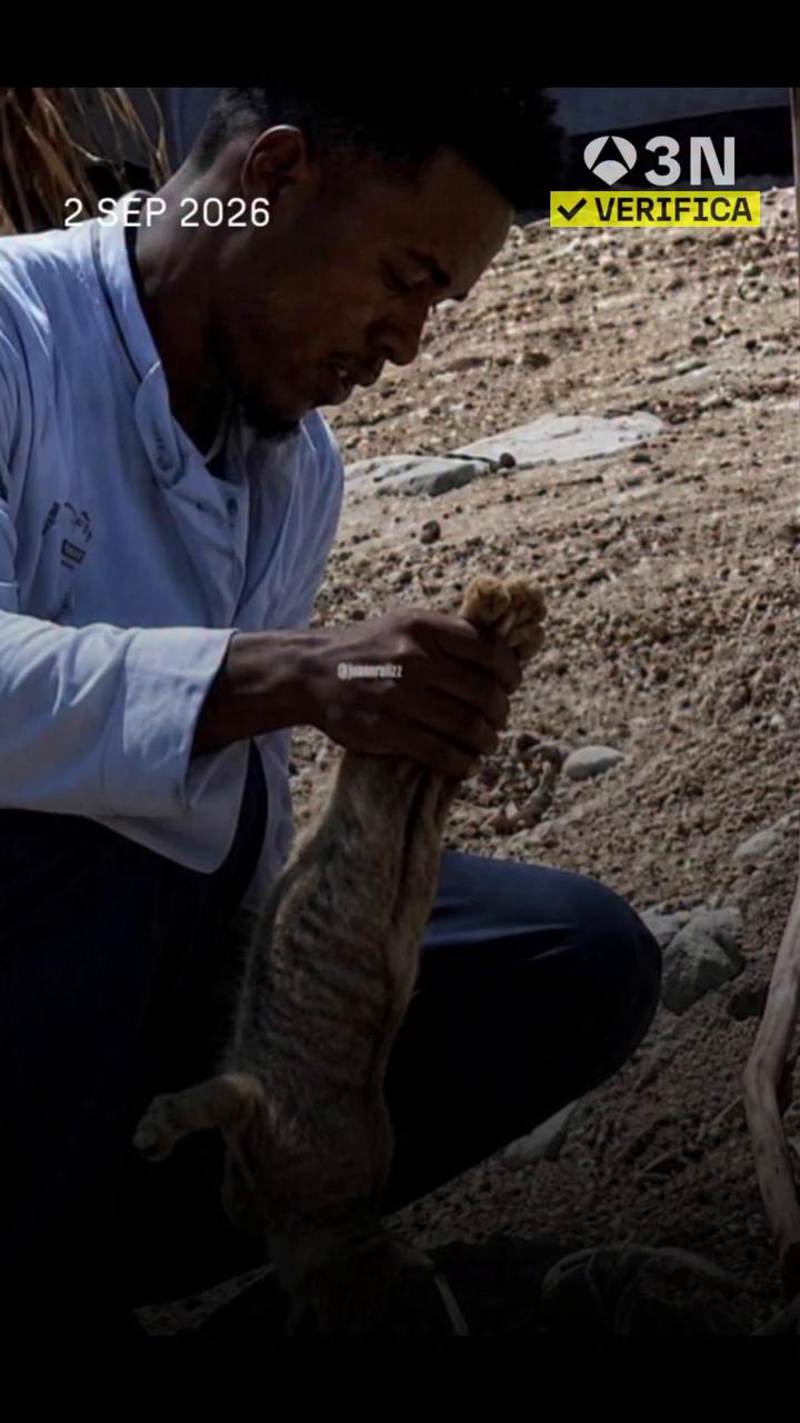 🔎 #VerificaA3N | Captan a un migrante marroquí en Ceuta matando un gato para comérselo: falso