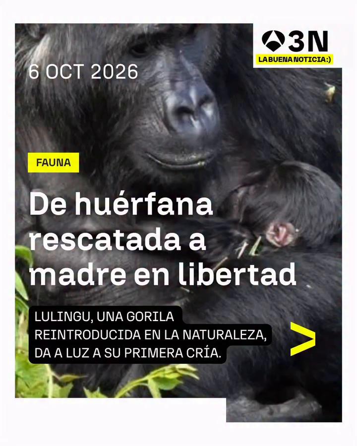 🦍 Una gorila rescatada del tráfico ilegal da a luz tras ser reintroducida en la naturaleza
