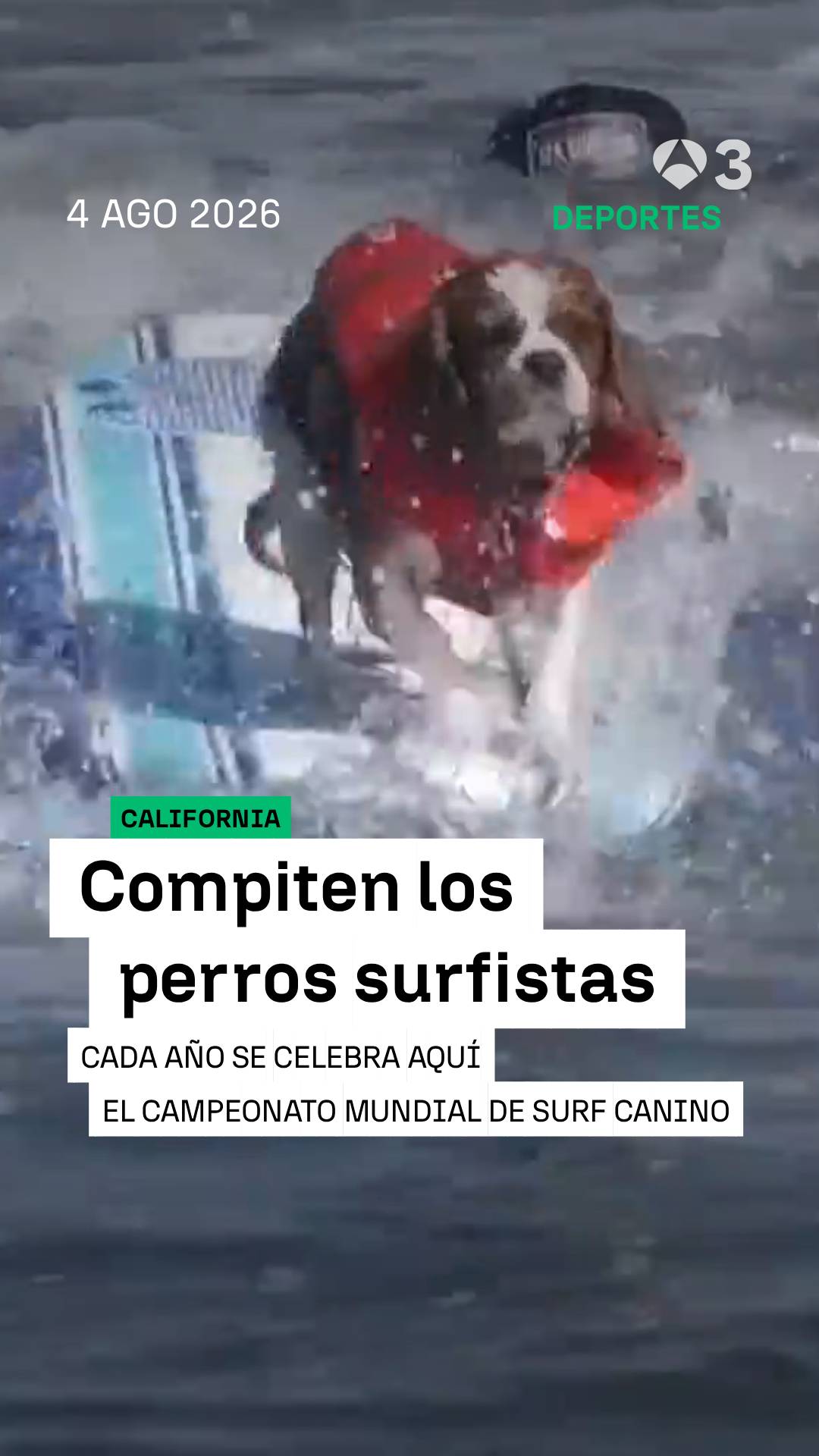 🐾 Las estrellas de este campeonato de surf no llevan neopreno, llevan correa.