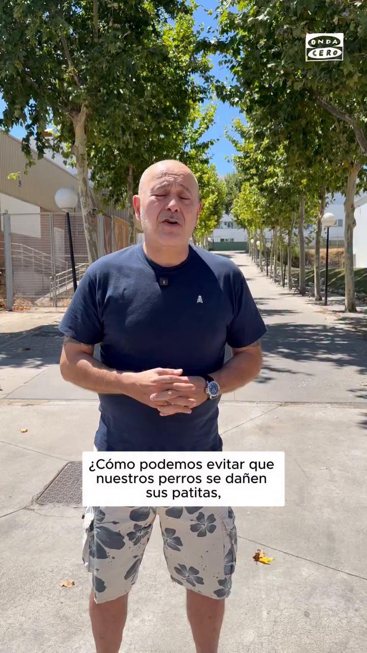🐶 ¿Cómo prevenir los daños del calor en las patas de tu mascota?