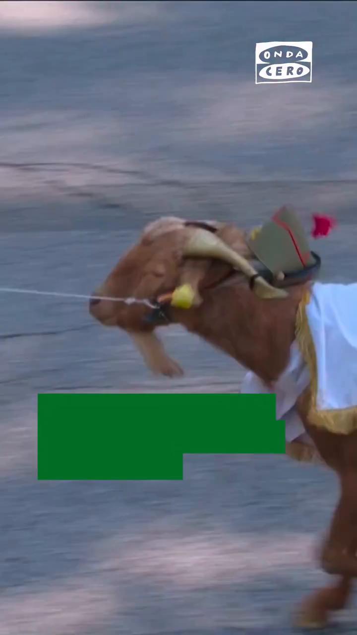 📹 Uno de los momentos más esperados del desfile del 12 de octubre