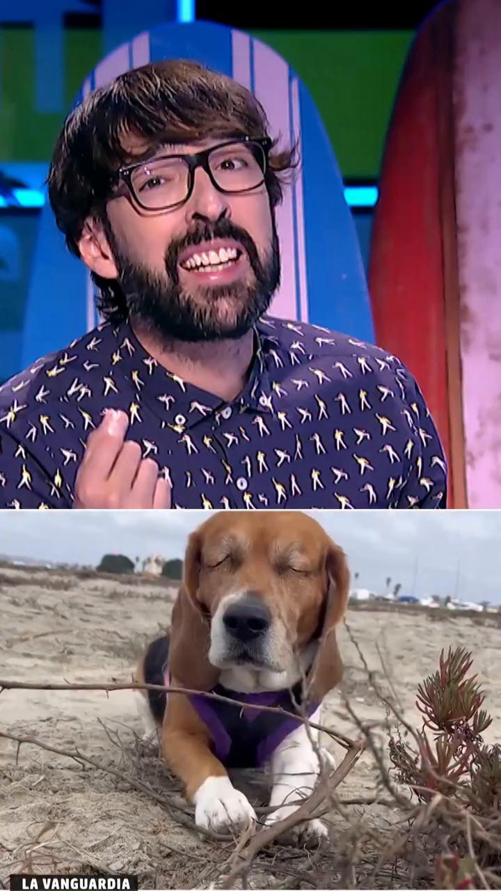Víctor Algra @unveterinario y una noticia sorprendente: este verano hay perros dando positivo en cannabis🤔