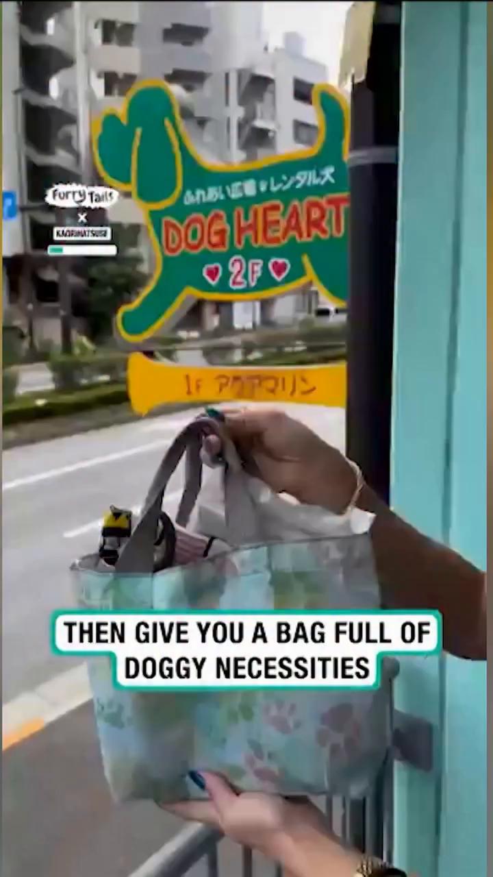 Moda: alquilar perros por horas para pasearlos.