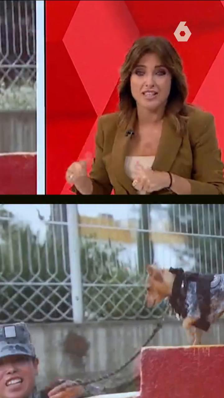 Seguramente es el perro que menos miedo dé del mundo pero ahí lo tienes: entrenándose para ser un miembro más de la unidad canina de la guardia nacional mexicana.