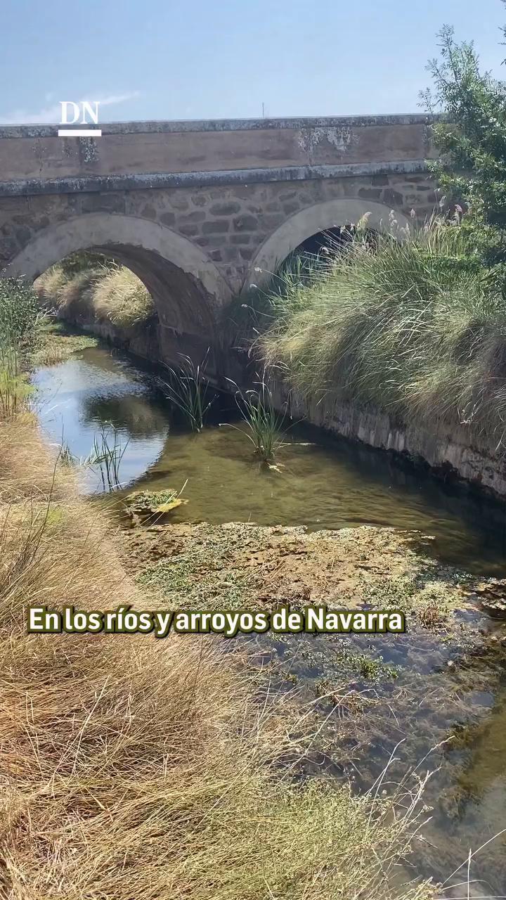El agrión de mercurio avisa: los ríos de Navarra pierden su pureza