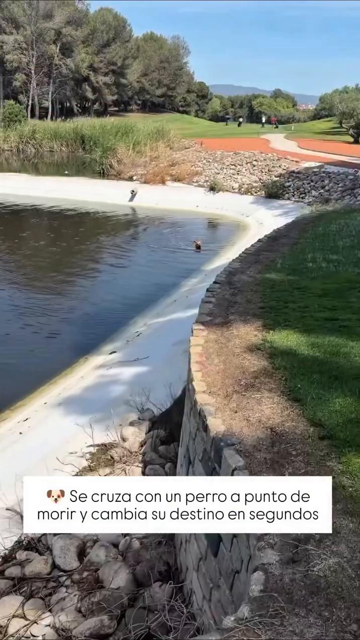 🐶 Se cruza con un perro a punto de morir y cambia su destino en segundos