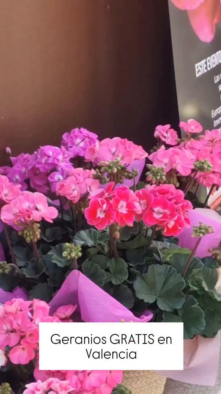 🌺 Regalan mil geranios gratis en Valencia