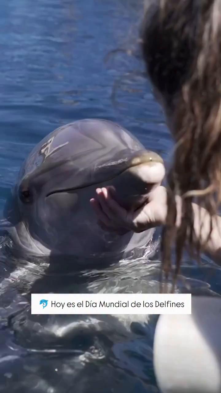 Oceanografiki impulsa proyectos de investigación sobre animales en peligro de extinción