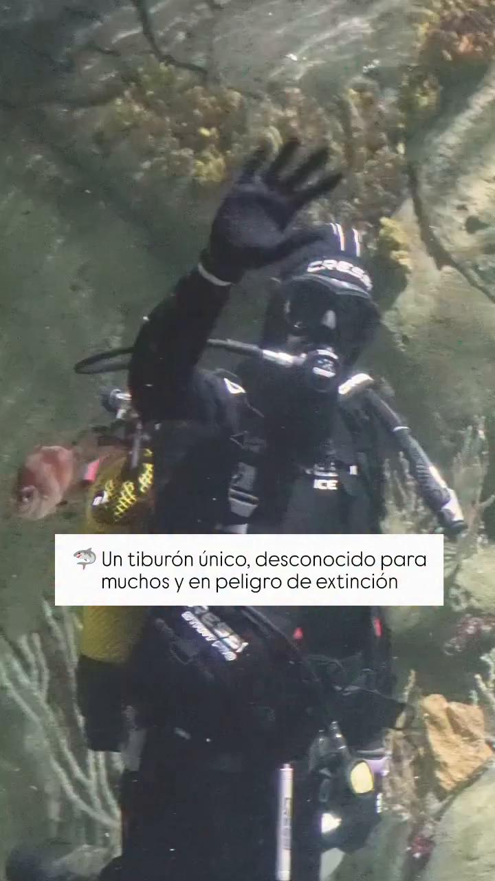 El equipo de Mediterráneo alimenta al tiburón cerdo en peligro de extinción