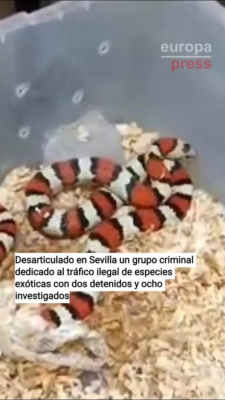 El Servicio de Protección de la Naturaleza de la Guardia Civil de Sevilla ha detenido a dos personas e investigado a otras ocho por su presunta participación en diversos delitos contra la flora y la fauna, contrabando de especies exóticas, maltrato animal y pertenencia a grupo criminal.
