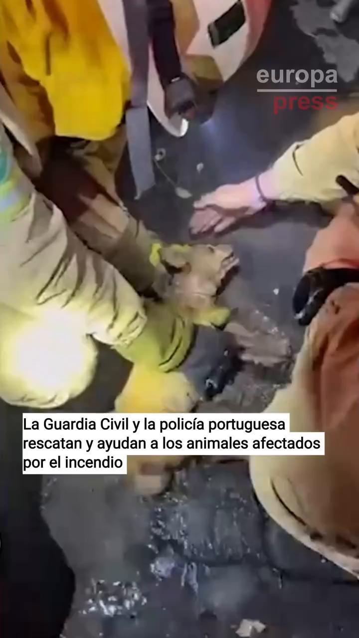 El perrín que agonizaba ahora duerme tras retroceder
