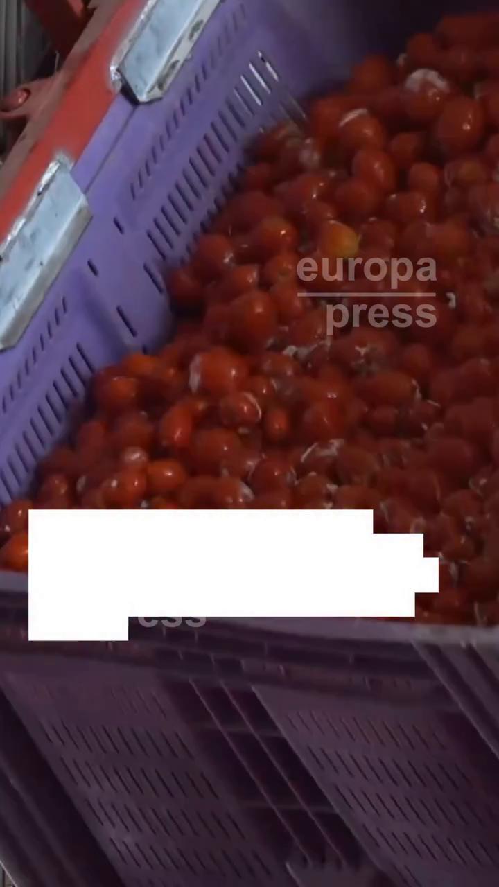 La Tomatina crece hasta 150.000 kilos de tomate y atrae más turistas de India
