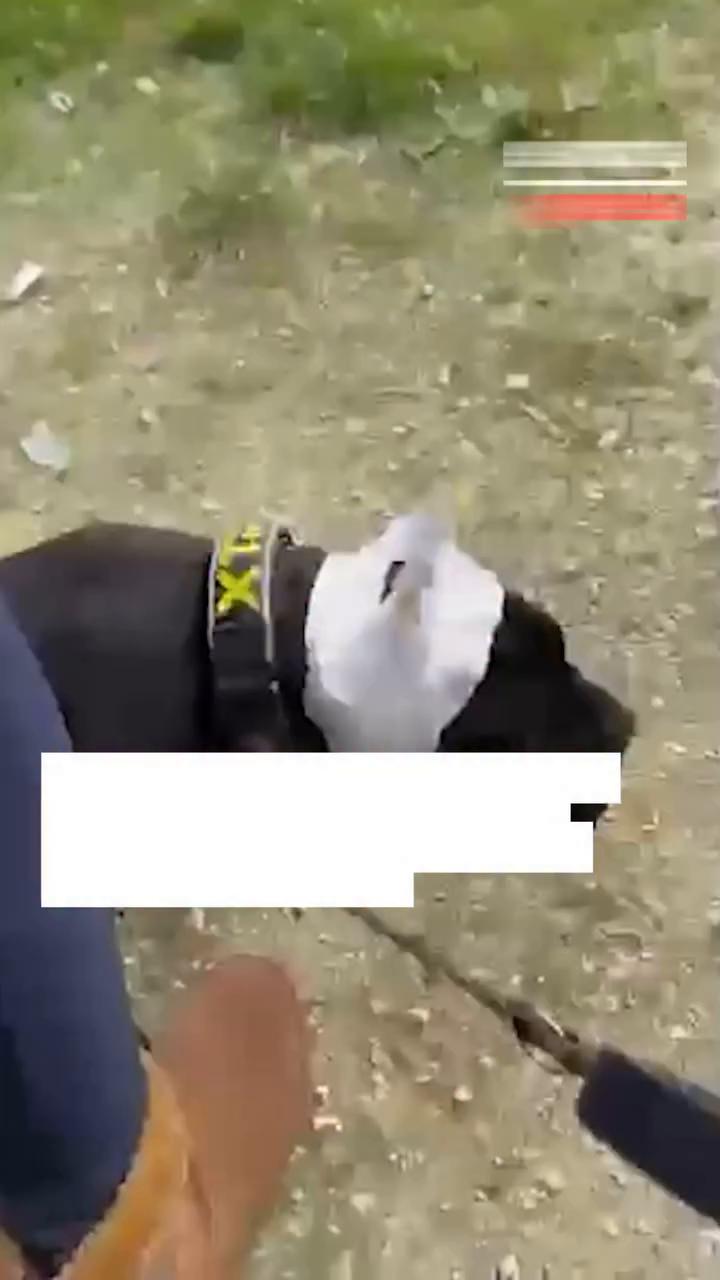 Gracias por levantar la oreja lo más alto posible en este momento