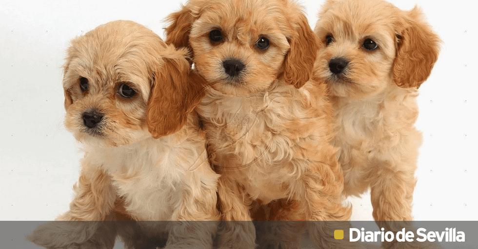 es un cavapoochon hipoalergenico