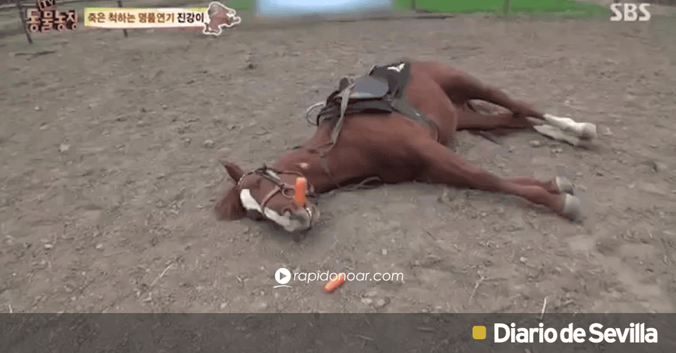 caballos reproduciendose