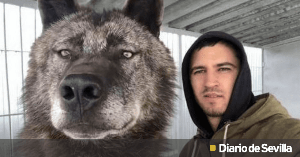 son peligrosos los perros lobo