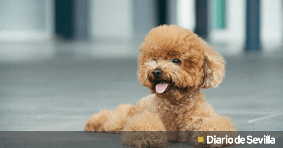 que simboliza un caniche