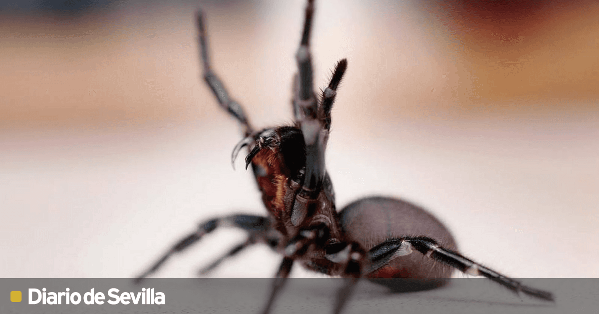 Atrax Robustus | Araña con tela de embudo Australia sufre la plaga de ...
