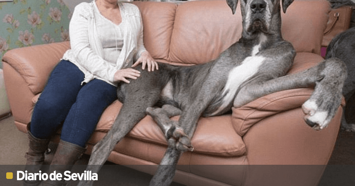 cuánto tiempo viven los mastines gran danés