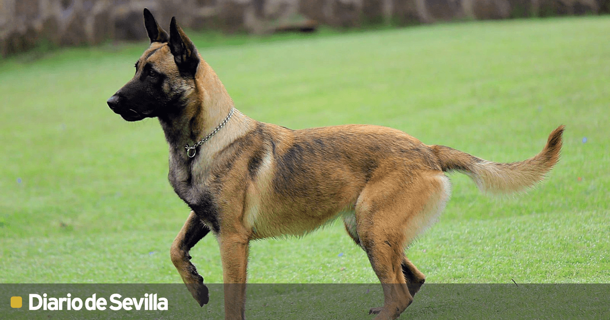 cuál es la raza de perro grande más sana